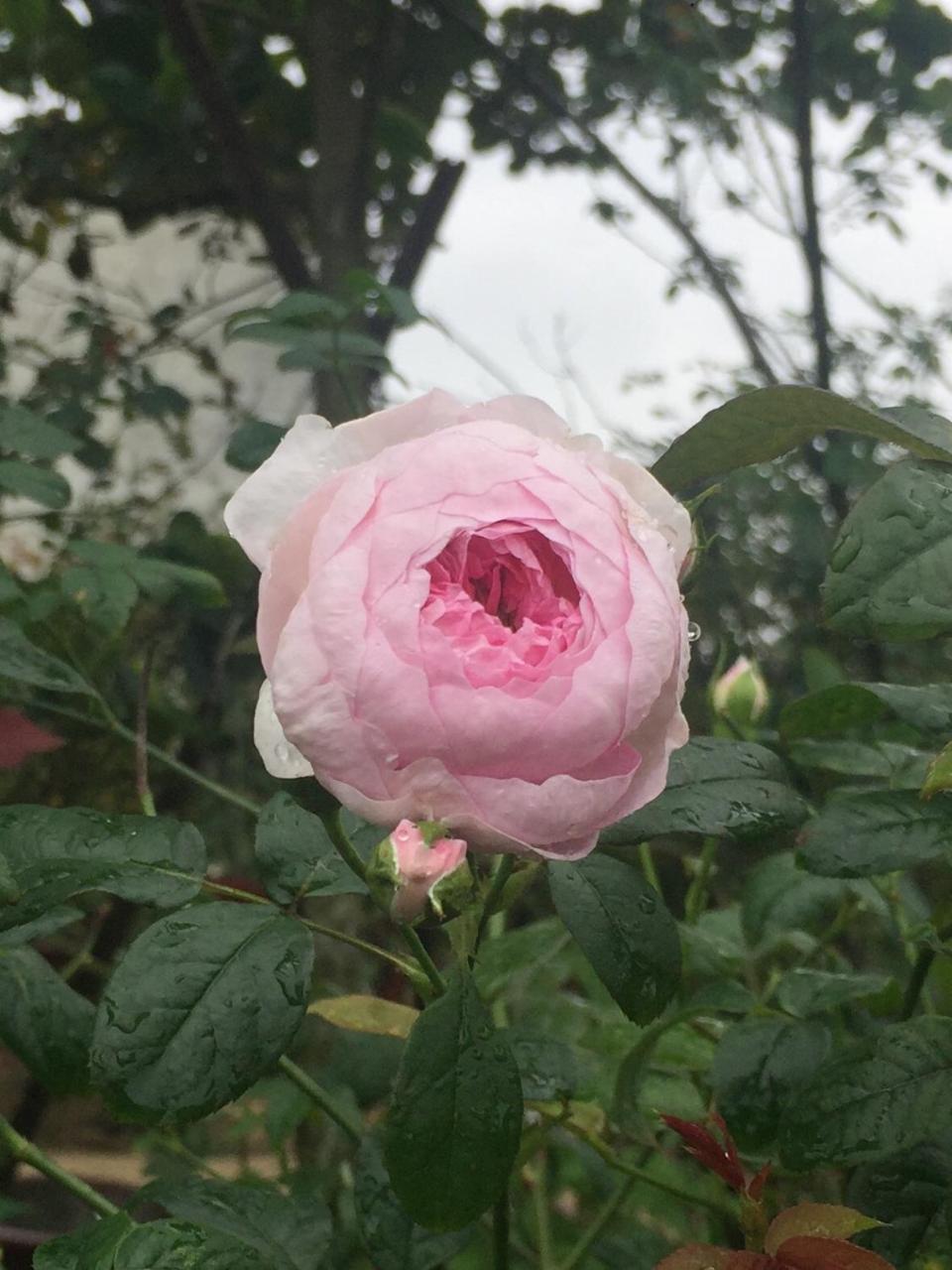 Holy Land Homestay 호이안 외부 사진